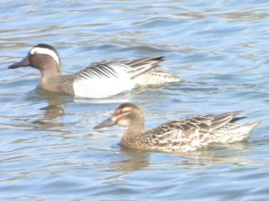 Menno 03 - Zomertalingen